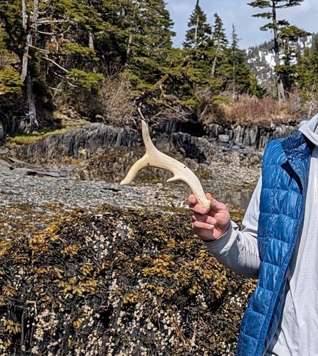 Sitka Black-tailed Deer photographed in Alaska