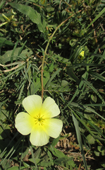 Tribulus