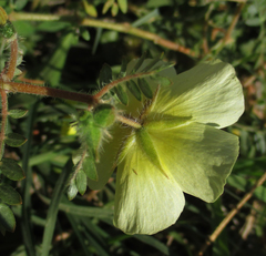 Tribulus