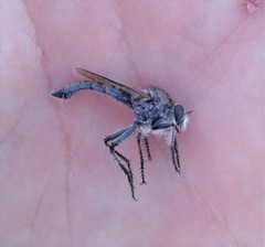 Nevadasilus blantoni