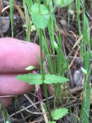 Collinsia multicolor