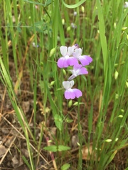 Collinsia multicolor