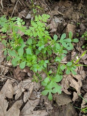 Nemophila parviflora