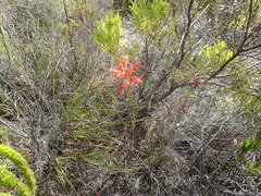 Tritoniopsis burchellii