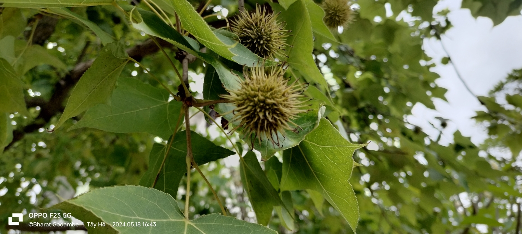 Liquidambar formosana (Liquidambar formosana)