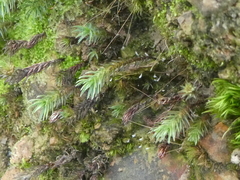 Polytrichadelphus magellanicus