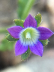 Githopsis specularioides