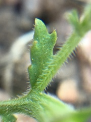 Githopsis specularioides