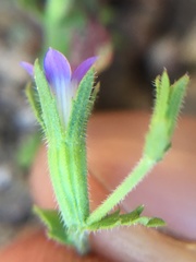 Githopsis specularioides