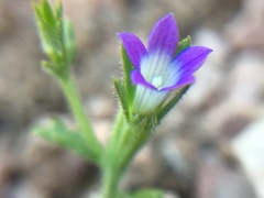 Githopsis specularioides