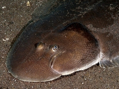 Black Cow-Tongue photo 3