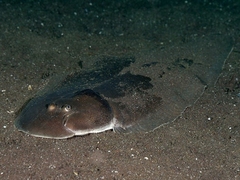 Black Cow-Tongue photo 4