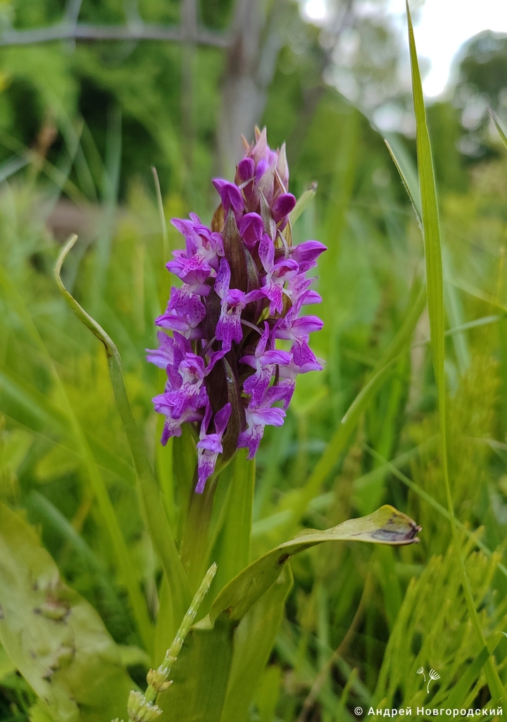 Dactylorhiza incarnata (L.) Soó 6