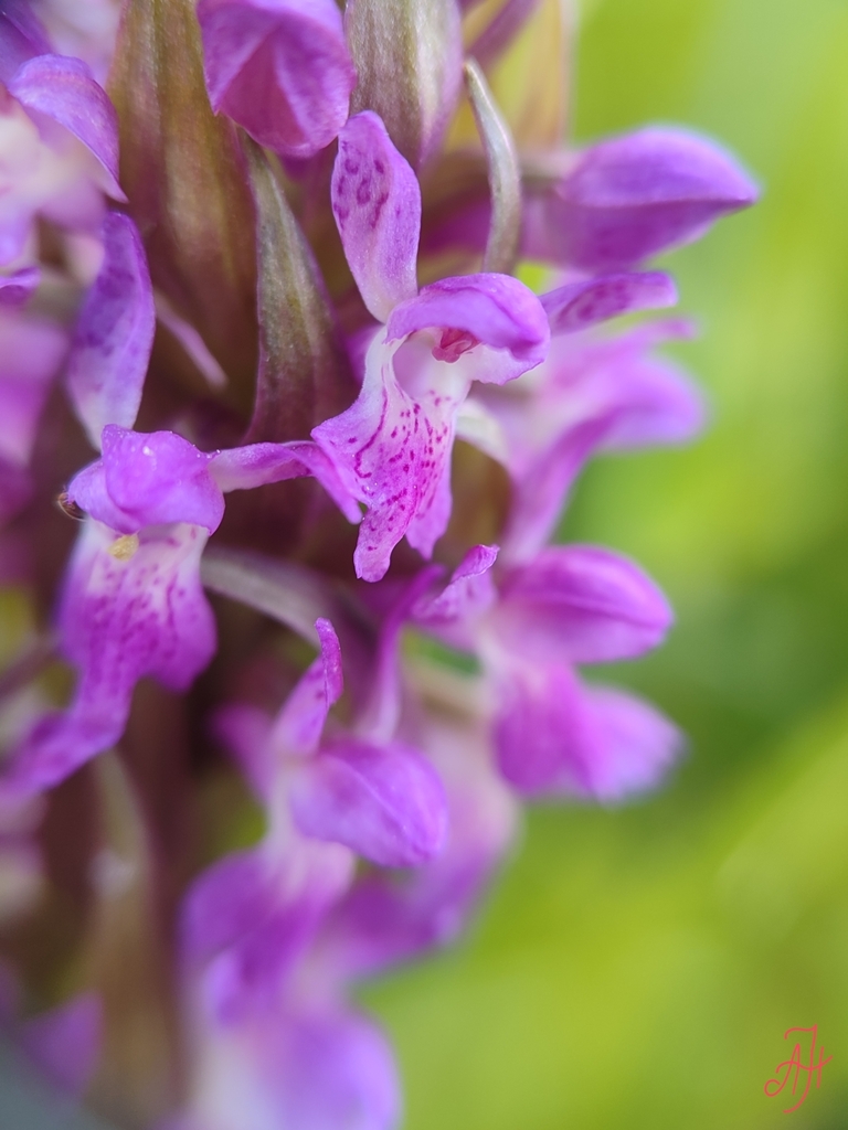 Dactylorhiza incarnata (L.) Soó 7