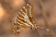 Graphium nomius