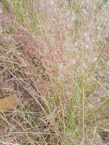 Natal Grass