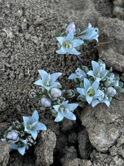 Nemacladus californicus