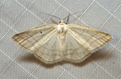 Protitame subalbaria