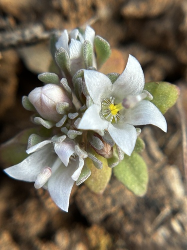 Mojave Dwarf (Nemacladus californicus)