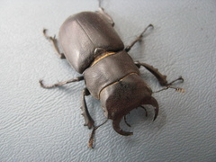 Lucanus mazama