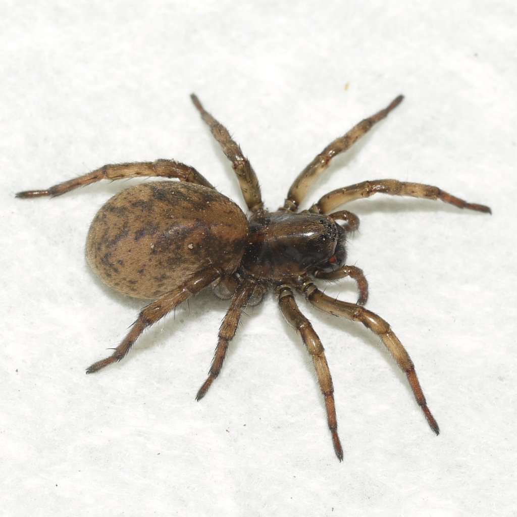 Bear Spiders from Cross Plains, WI 53528, USA on May 17, 2024 at 07:06 ...