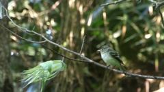 Empidonax virescens