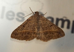 Digrammia rippertaria