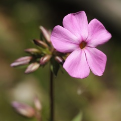 Phlox ovata