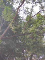 Robinia pseudoacacia