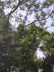 Robinia pseudoacacia