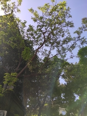 Robinia pseudoacacia