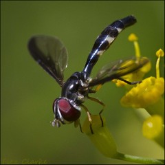 Pelecinobaccha costata