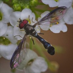 Pelecinobaccha costata