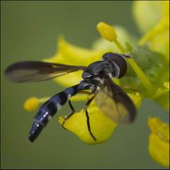 Pelecinobaccha costata