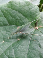 Elimaea punctifera