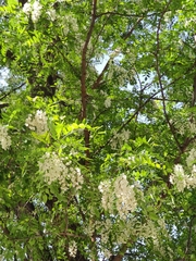 Robinia pseudoacacia