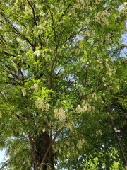 Robinia pseudoacacia