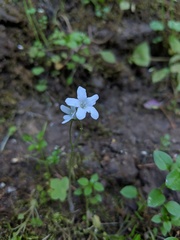 Romanzoffia sitchensis