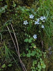 Romanzoffia sitchensis