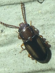 Laemophloeus terminalis