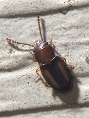 Laemophloeus terminalis