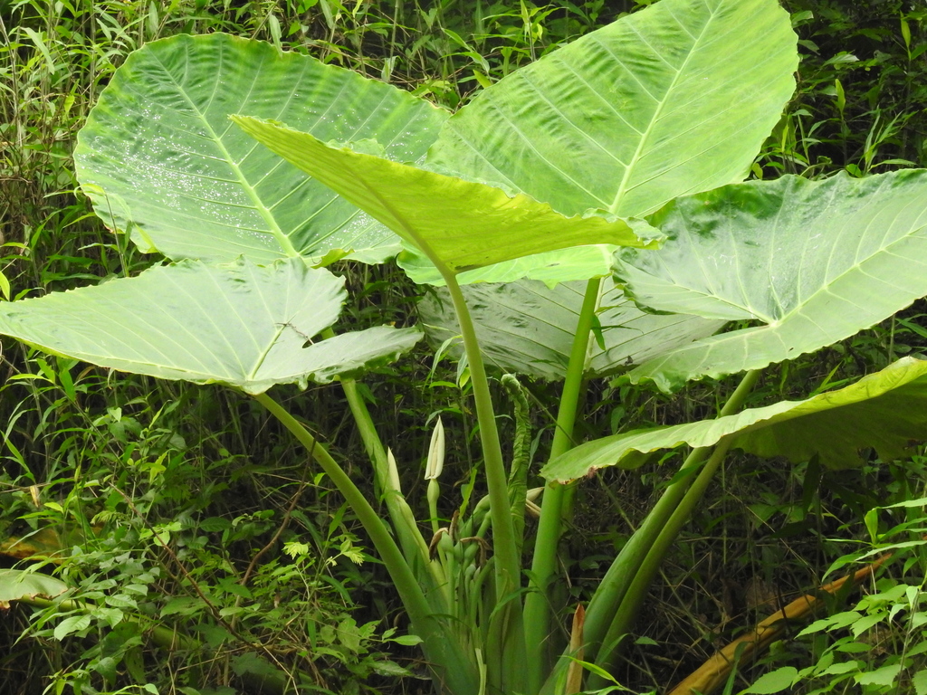 Leucocasia gigantea (Leucocasia gigantea)