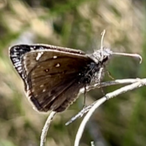 Rocky Mountain Duskywing