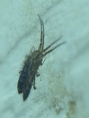 Orchesella ainsliei