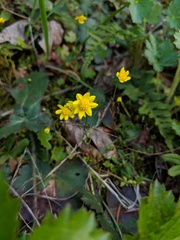 Crocidium multicaule