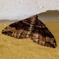 Xanthorhoe defensaria