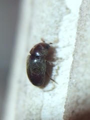 Tricorynus