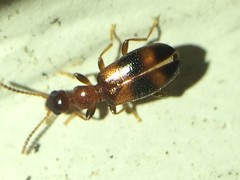 Vacusus vicinus