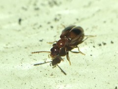 Vacusus vicinus