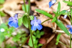 Collinsia grandiflora